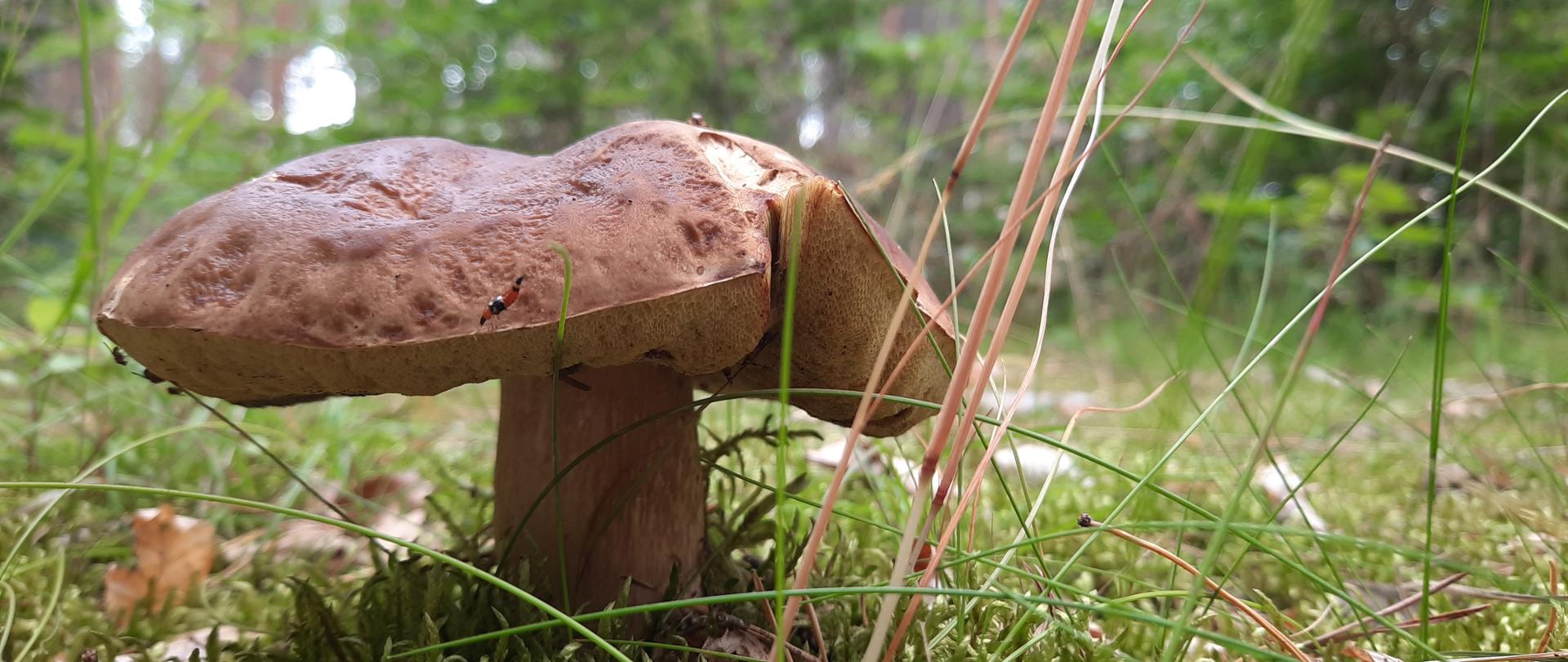 Grzyb Borowik szlachetny rosnący na podłożu mchu, w oddali widoczny las sosnowy.