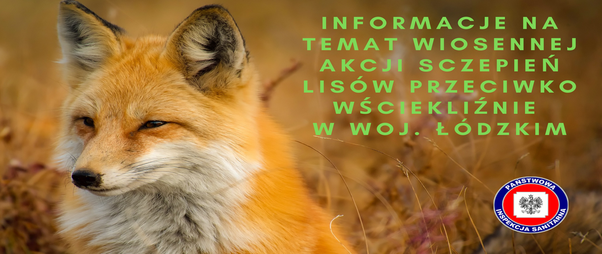 Lis i napis : Informacje na temat wiosennej akcji sczepień lisów przeciwko wściekliźnie w woj. łódzkim.