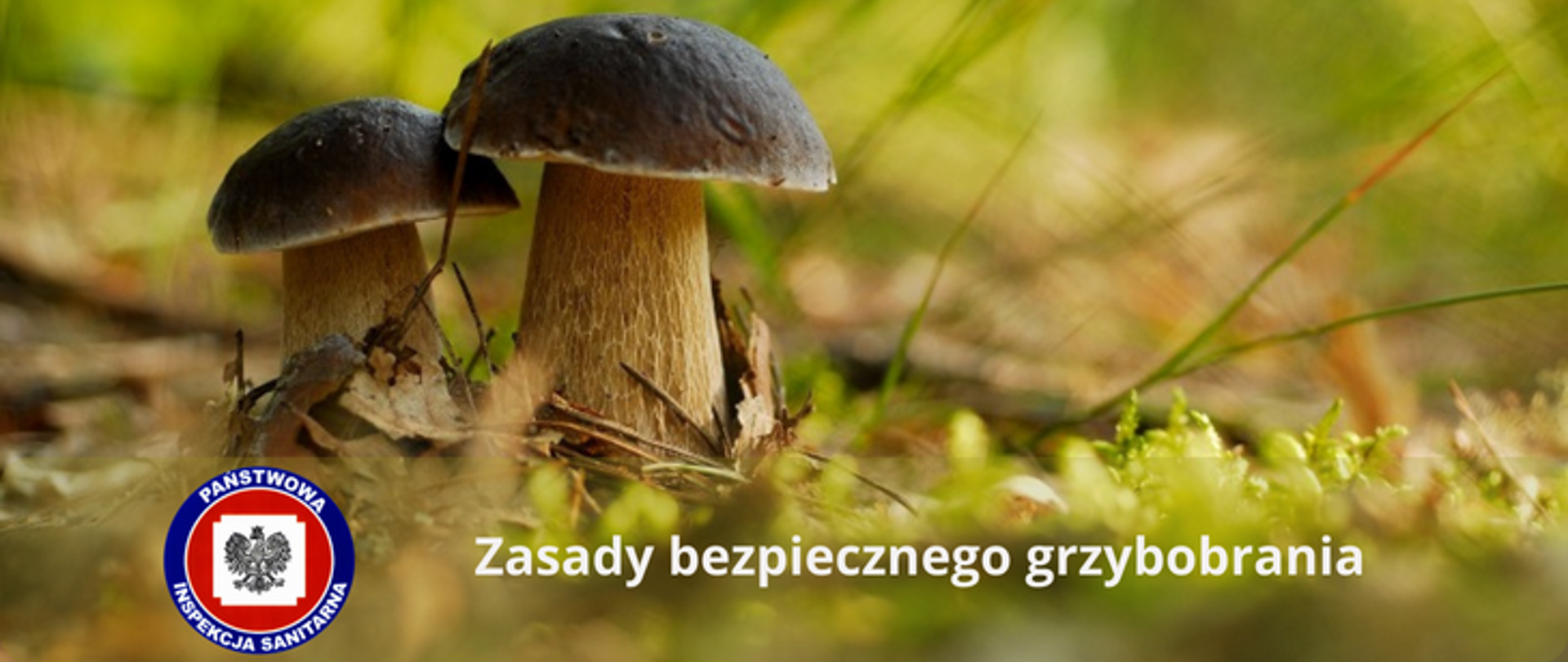 Zdjęcie przedstawia dwa Prawdziwki rosnące na polance w lesie. Napis: Zasady bezpiecznego grzybobrania