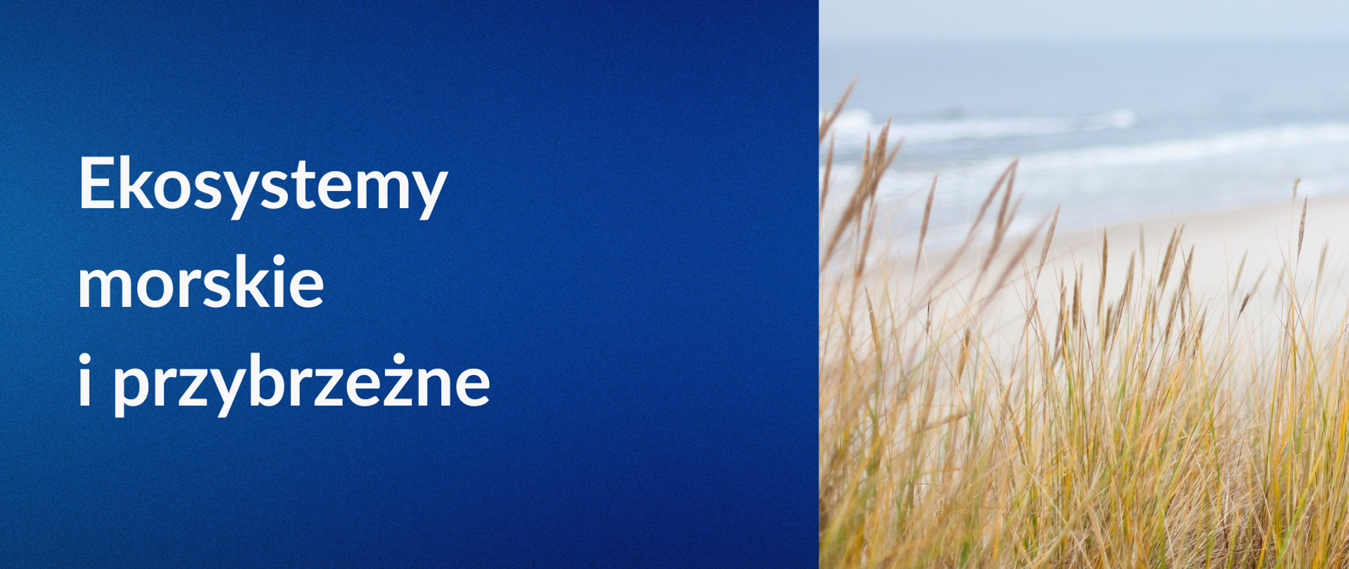 plansza ekosystemy morskie i przybrzeżne
