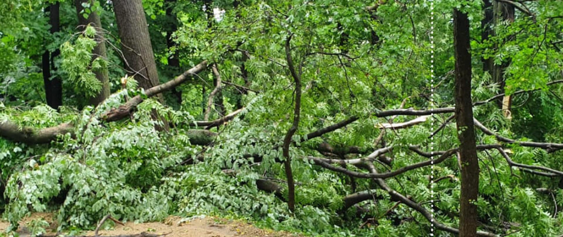 Obraz przedstawia powalone drzewo po nawałnicy
