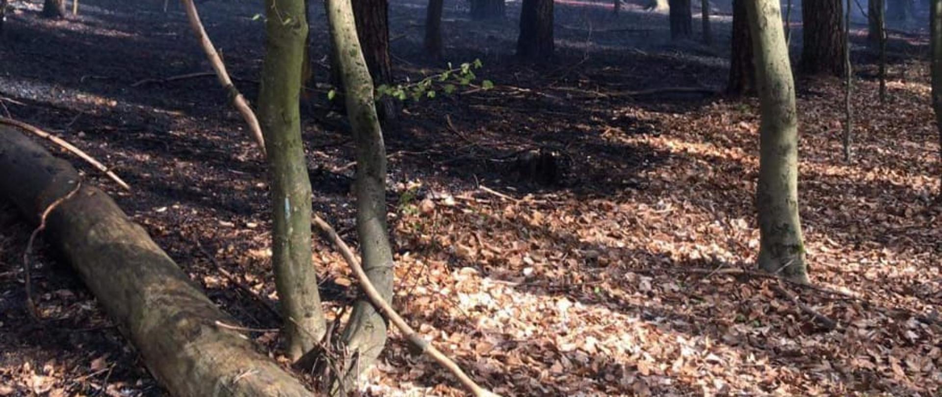 Pożar lasu Szludron