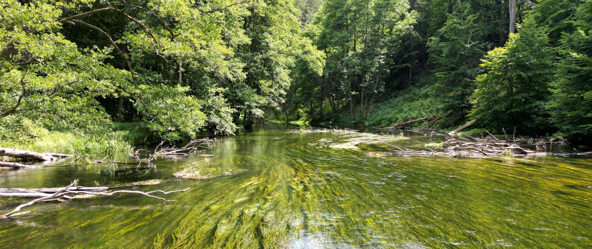 Rzeka Drawa - zdj. Drawieński Park Narodowy, Marcin Bielatko 