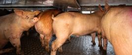 180 sztuk żywych świń przewożono przystosowaną do tego celu naczepą, ale bez zastosowania koniecznych przegród. 