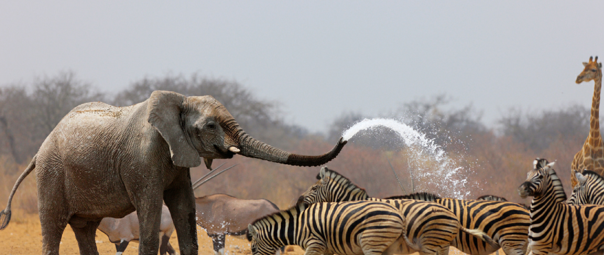 Światowy Dzień Dzikiej Przyrody 