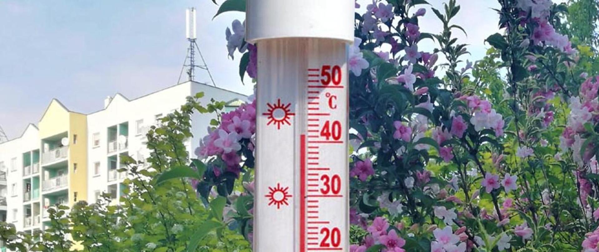 termometr wskazujący 41 stopni Celsjusza na tle kwiatów