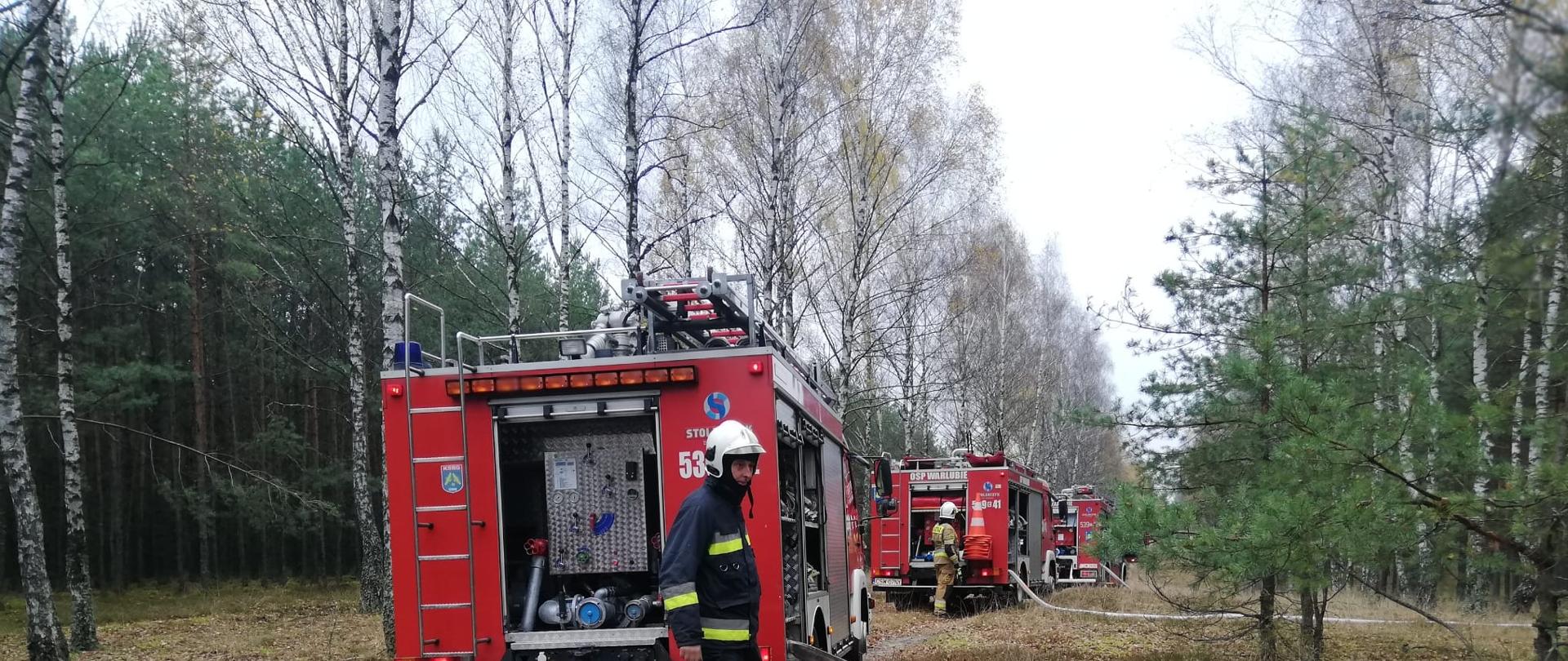 Na drodze leśnej stoją za sobą trzy samochody gaśnicze z których poprowadzone są linie wężowe w głąb lasu. z tyłu każdego pojazdu stoją strażacy obsługujący pojazd.