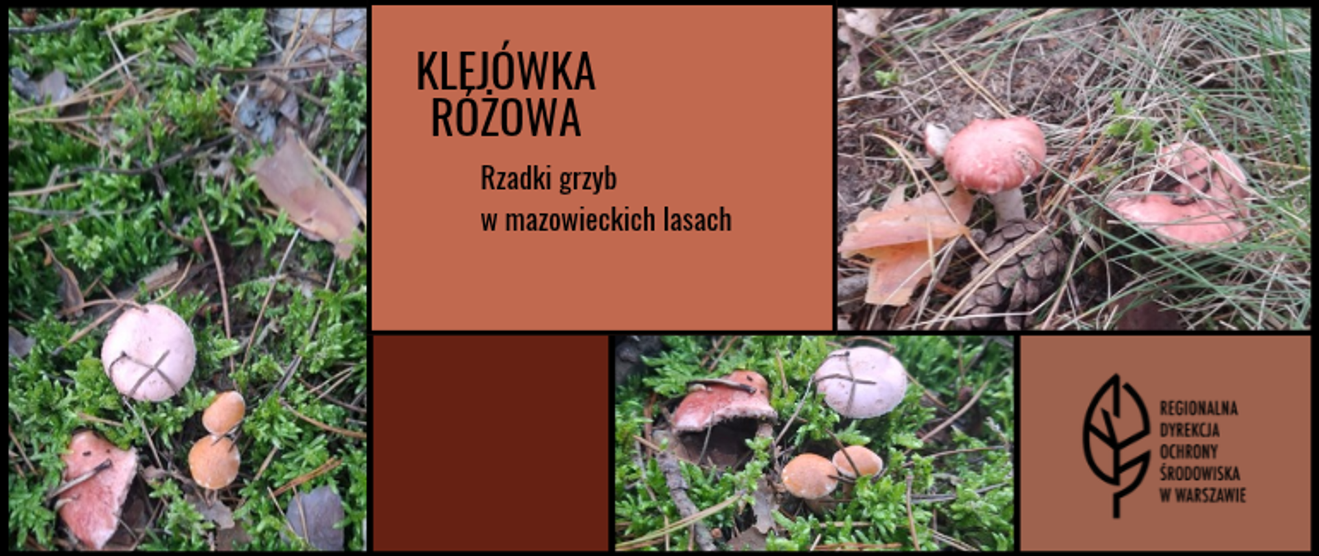 Mozaika zdjęć i kolorowych kwadratów oraz prostokątów, na zdjęciach grzyby, tekst: Klejówka różowa. Rzadki grzyb w mazowieckich lasach 