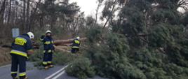 Zdjęcie przedstawia strażaków usuwających złamane drzewo leżące w poprzek drogi blokując całkowicie przejazd