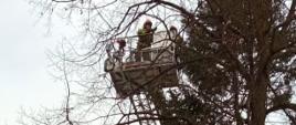 Zdjęcie przedstawia strażaków, którzy znajdują się w koszu podnośnika hydraulicznego w celu uwolnienia mewy, która zaplątała się w linkę. 