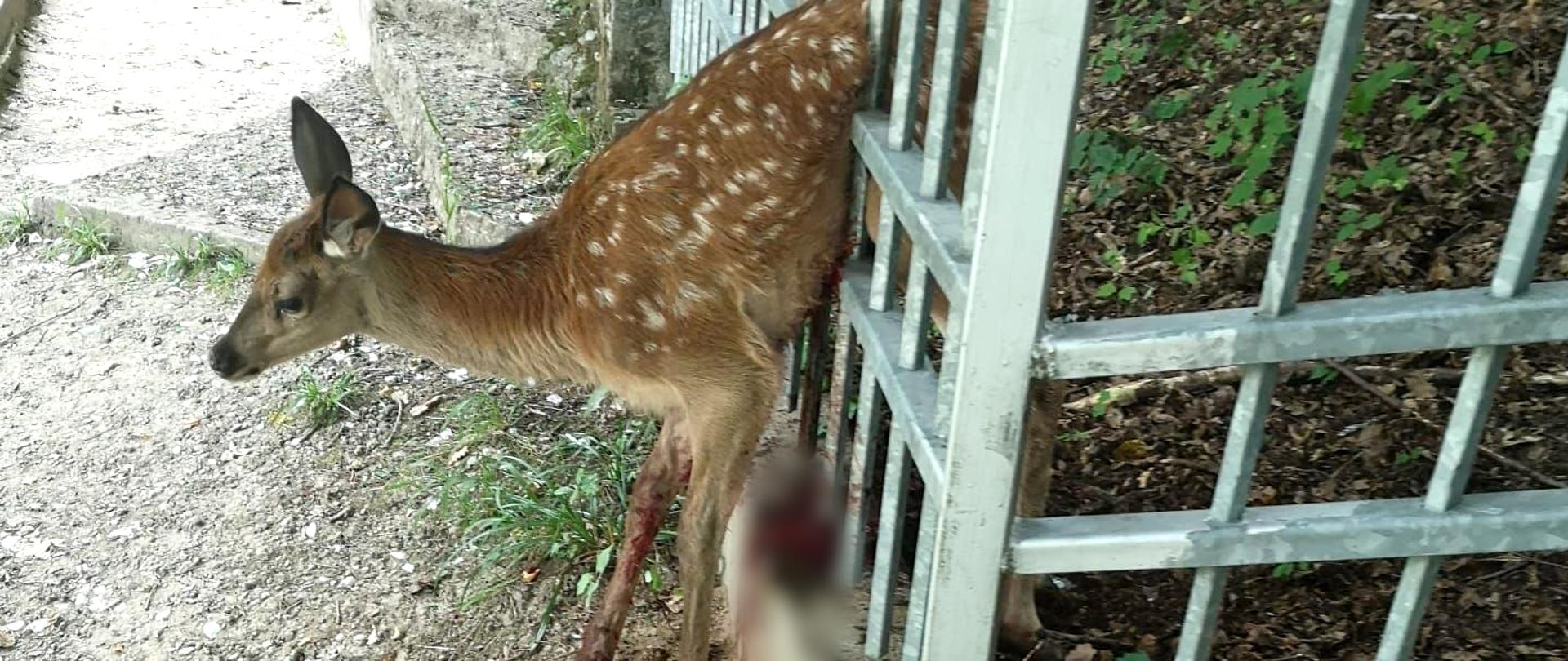Na zdjęciu widać sarnę która utkwiła między szczeblami ogrodzenia.
