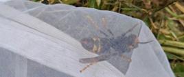 Szerszeń żółtonogi złapany do siatki entomologicznej