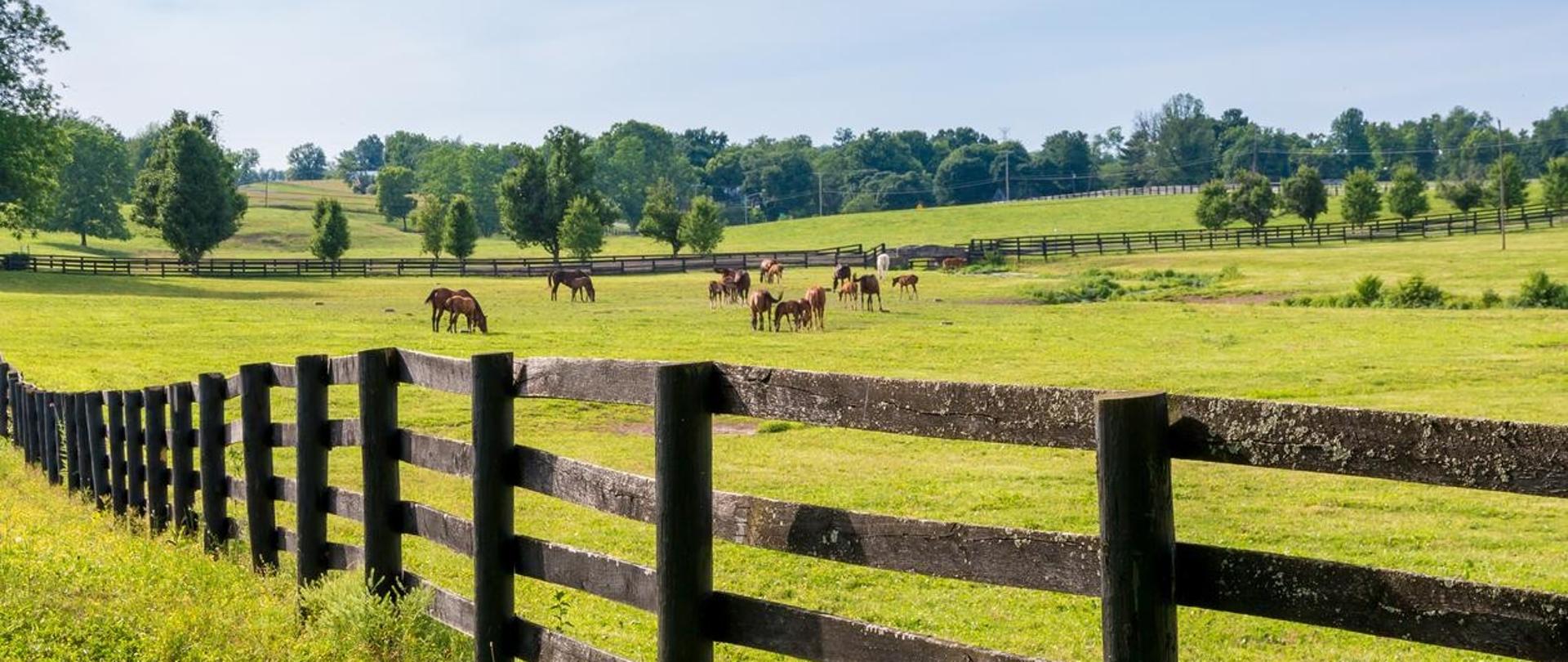 Konie na zielonej łące, za drewnianym płotem