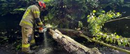 Zdjęcie przedstawia strażaka podczas ścinania powalonego drzewa po nawałnicy
