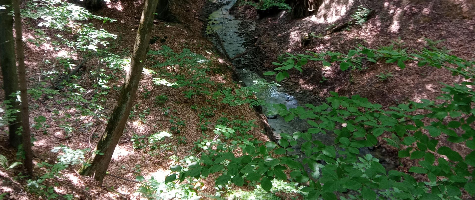 Zdjęcie przedstawia fragment lasu, środkiem płynie niewielki strumień