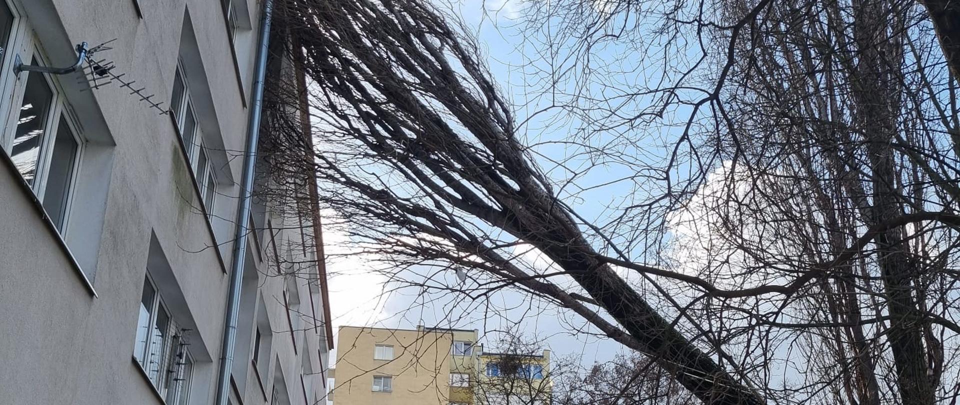 przedstawia uszkodzone drzewo. Które z terenu szkoły przewróciło się na blok mieszkalny. Pień i gałęzie drzewa znajdują się na dachu i elewacji bloku. Drzewo znajduję się nad osiedlowym chodnikiem