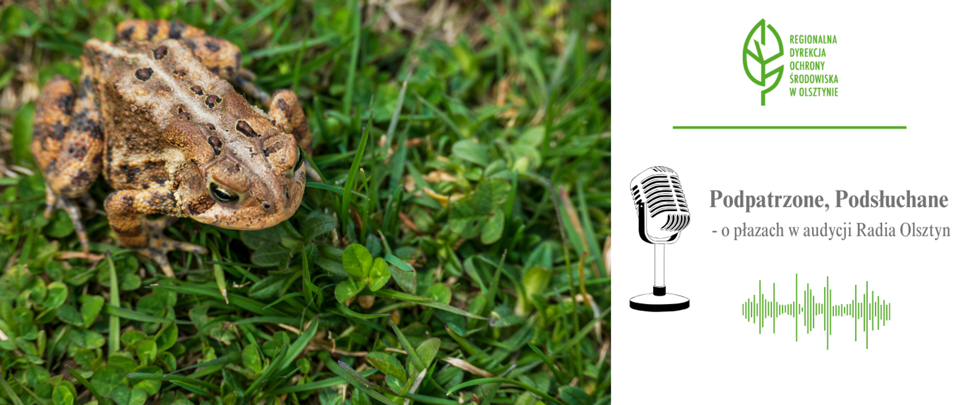 Grafika przedzielona jest na dwie części. Po lewej stronie znajduje się zdjęcie żaby na trawie. Po prawej stronie logo Regionalnej Dyrekcji Ochrony Środowiska w Olsztynie (zielony liść) a pod spodem mikrofon i napis: "Podpatrzone, posłuchane - o płazach w audycji Radia Olsztyn"