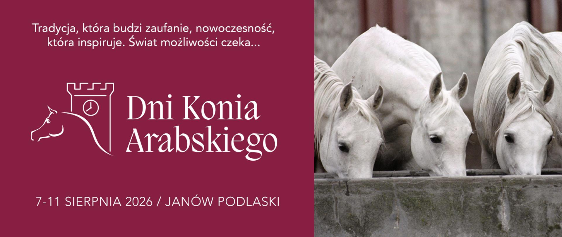 Dni Konia Arabskiego 2026 odbędą się w dniach 7-11 sierpnia w państwowych stadninach koni arabskich czystej krwi w Janowie Podlaski, Białce i Michałowie