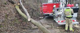 Kolorowa fotografia wykonana w pochmurny dzień. Przedstawia samochód pożarniczy z drabią na podporach . W pobliżu kosza podnośnika znajduje się trzech strażaków przygotowujący się do usuwania zagrażających konarów. Na drodze znajduje się drzewo blokujące drogę.