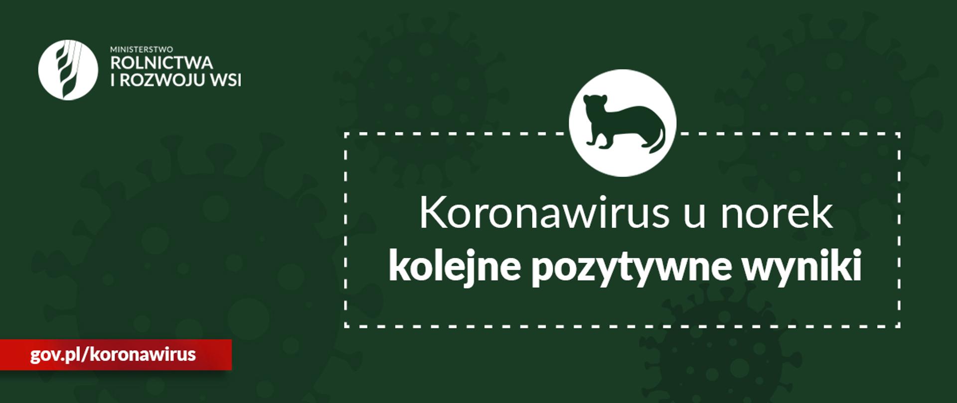 Koronawirus u norek 4 lutego