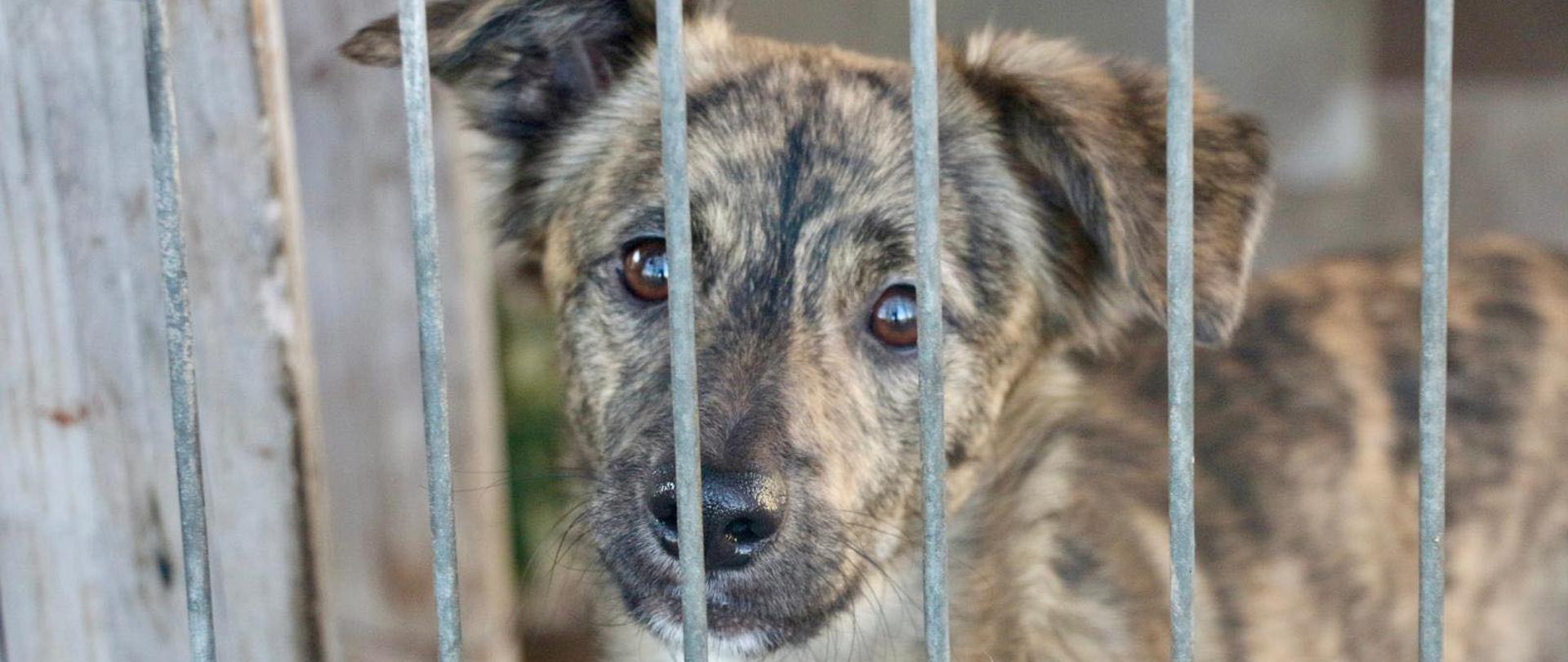 W związku z niskimi temperaturami służby weterynaryjne przeprowadziły kontrole we wszystkich schroniskach dla zwierząt na terenie województwa opolskiego.