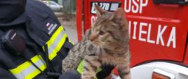 Kot zdjęty z drzewa w miejscowości Gwda Mała - strażak ubrany w ubranie specjalne koloru granatowego trzyma uratowanego kota.