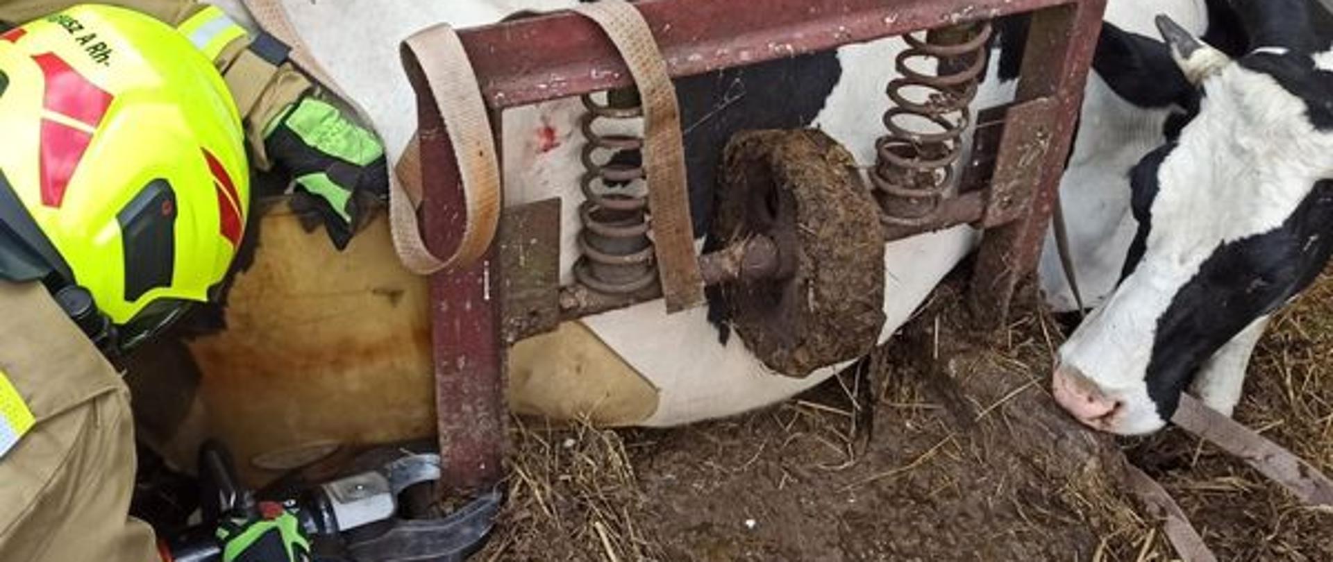 Uwalnianie cielnej krowy, która utknęła między oborą a urządzeniem do transportu obornika