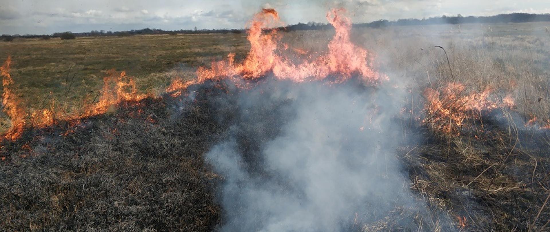 Zdjęcie przedstawia panoramę płonących traw i pogorzelisko. W oddali widoczny las