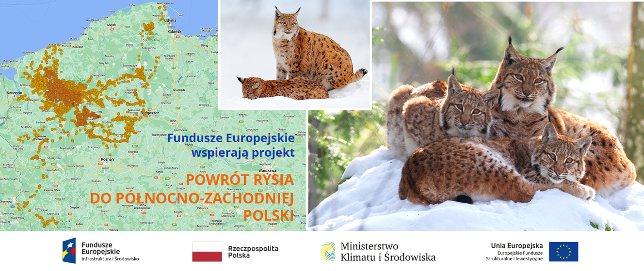 Powrót rysia do północno-zachodniej Polski - Ministerstwo Klimatu i ...