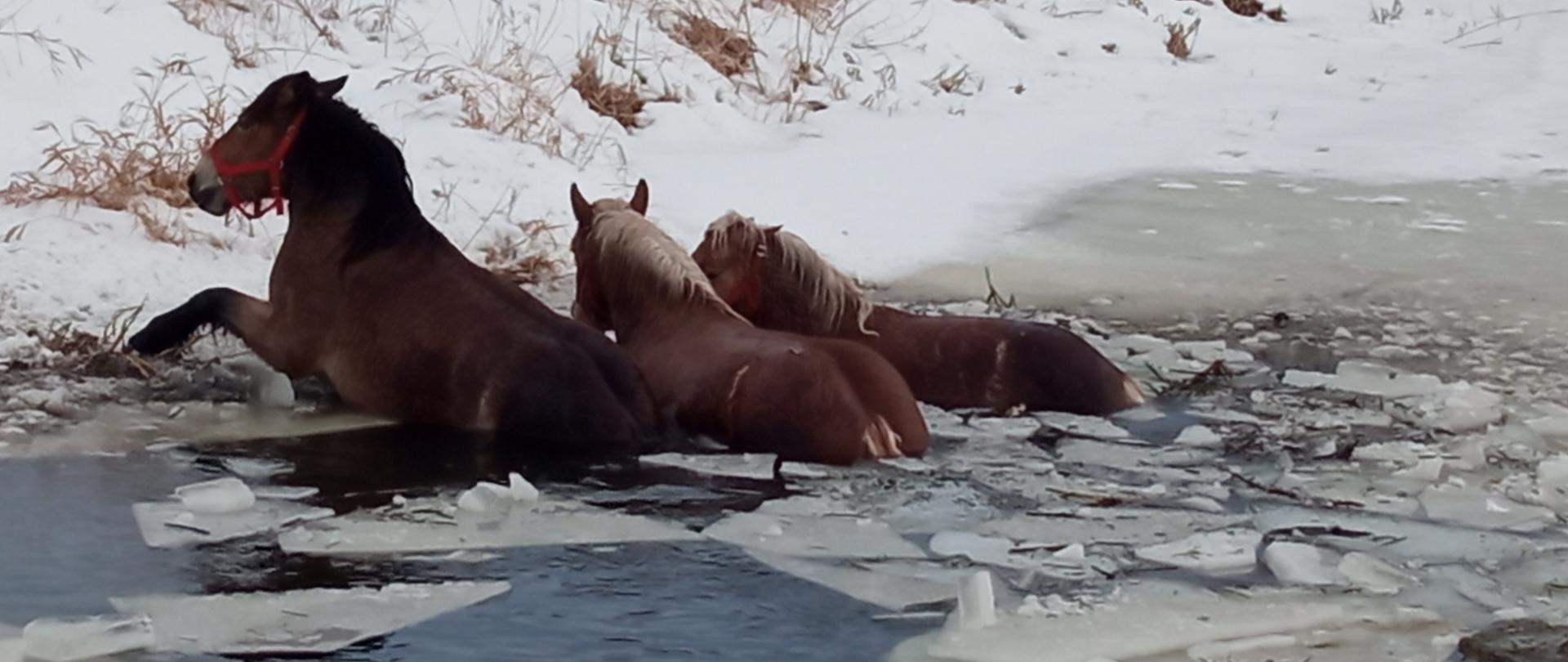 Zdjęcie przedstawia trzy konie w rzece, które nie mogą wydostać się na brzeg