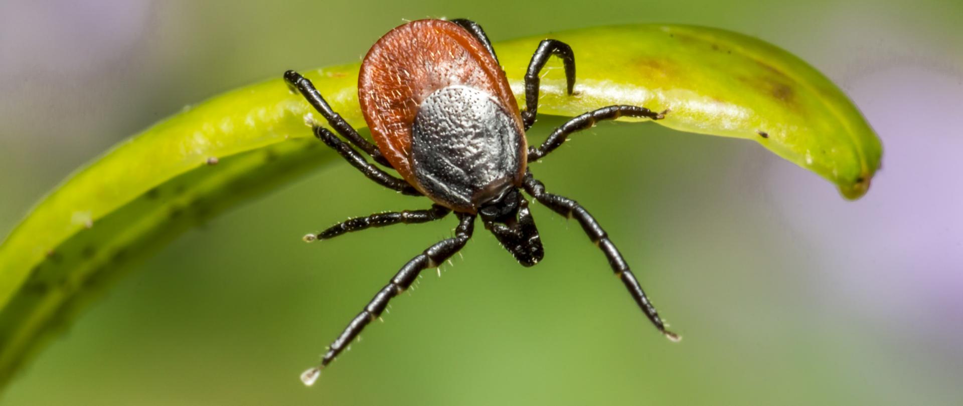 Brown Spider on Green Leaf