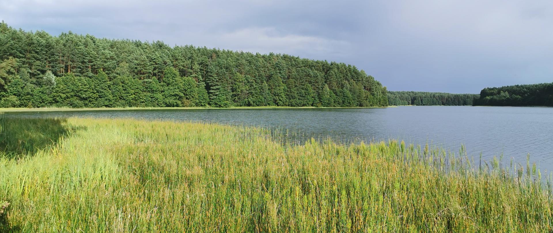 na pierwszym planie roślinność przybrzeżna, za nią jezioro na tle lasu