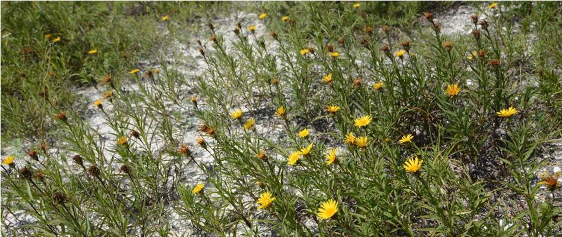 Oman wąskolistny na terenie projektowanego rezerwatu "Mięćmierz"