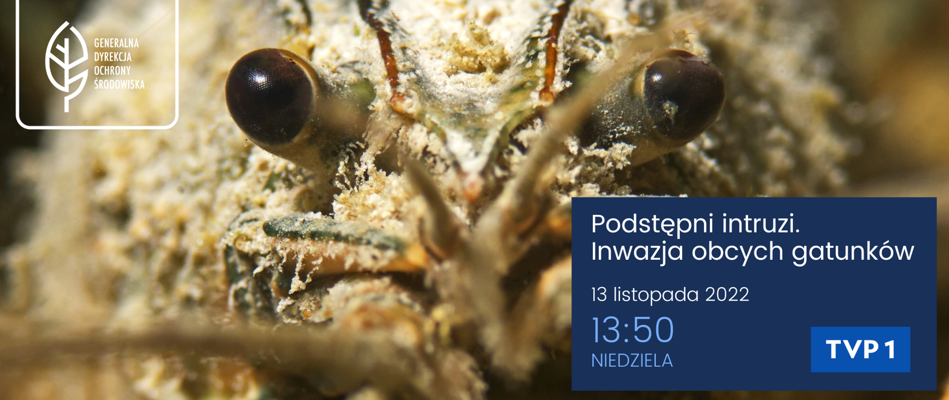 Zbliżenie na oczy zwierzęcia - rak amerykański. Na pierwszym planie duże, brązowe oczy.