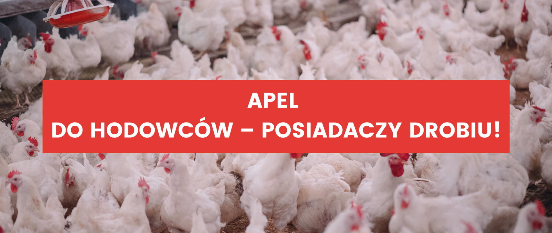Apel do hodowców drobiu