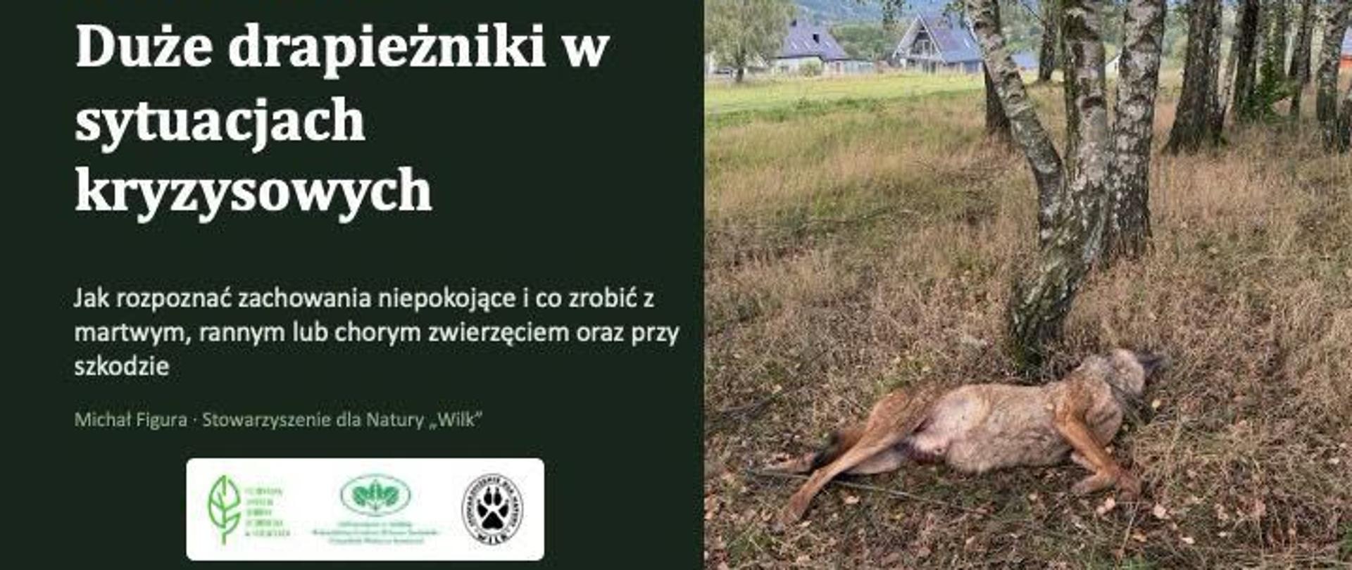 Szkolenie duże drapieżniki Z wilkiem po sąsiedzku