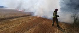 strażak gasi pożar zboża 