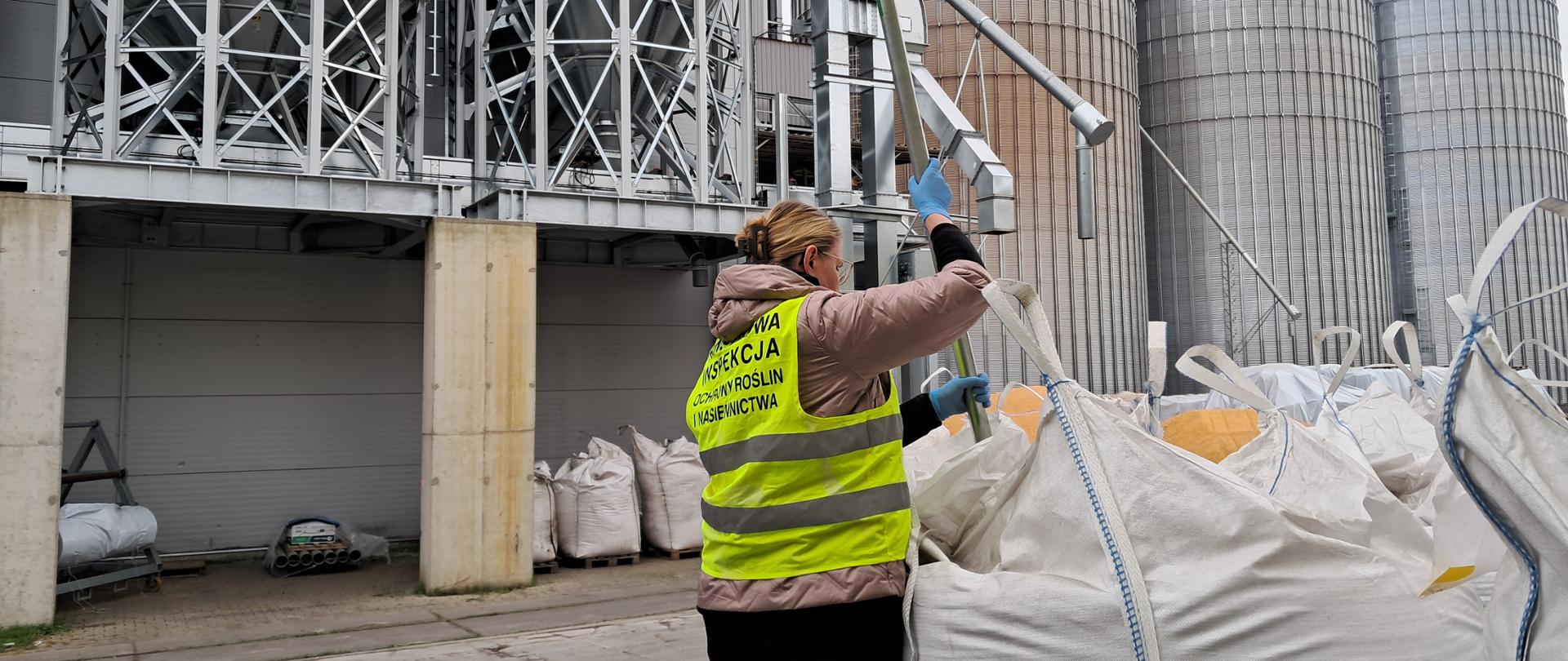 Urzędowy próbobiorca pobiera próbę materiału siewnego za pomocą próbomierza laskowego z worka typu big-bag. W tle widać silosy na zboże.