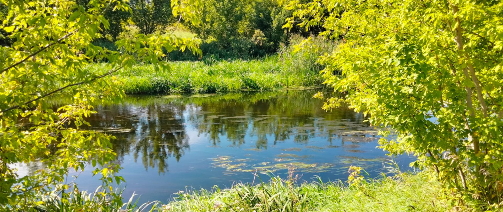 Rzeka otoczona zielonymi trawami i drzewami