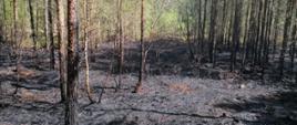 widoczna spalona sciółka w lesie
