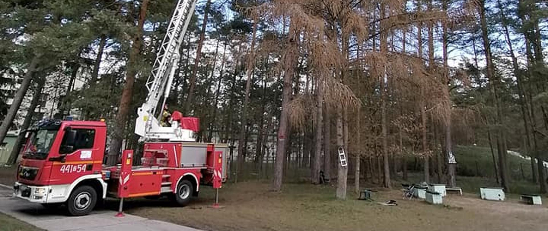 Widoczny SHD-23 podczas pracy - usuwanie wiszącej gałęzi