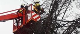 Usuwanie drzewa przez OSP Drohiczyn i OSP Sieniewice