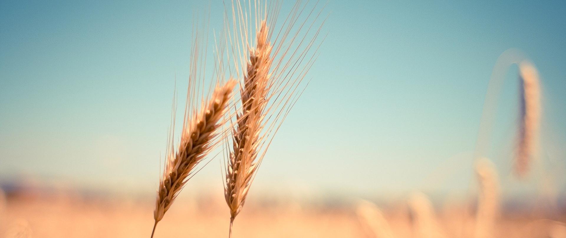 Dwa kłosy na tle pola, tło rozmyte