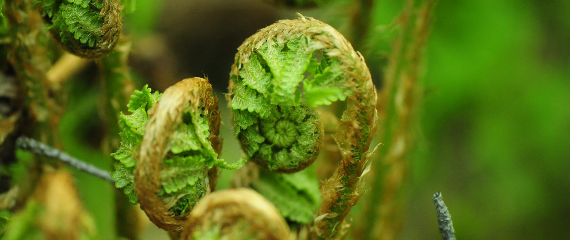 Zbliżenie na zielone zakręcone listki