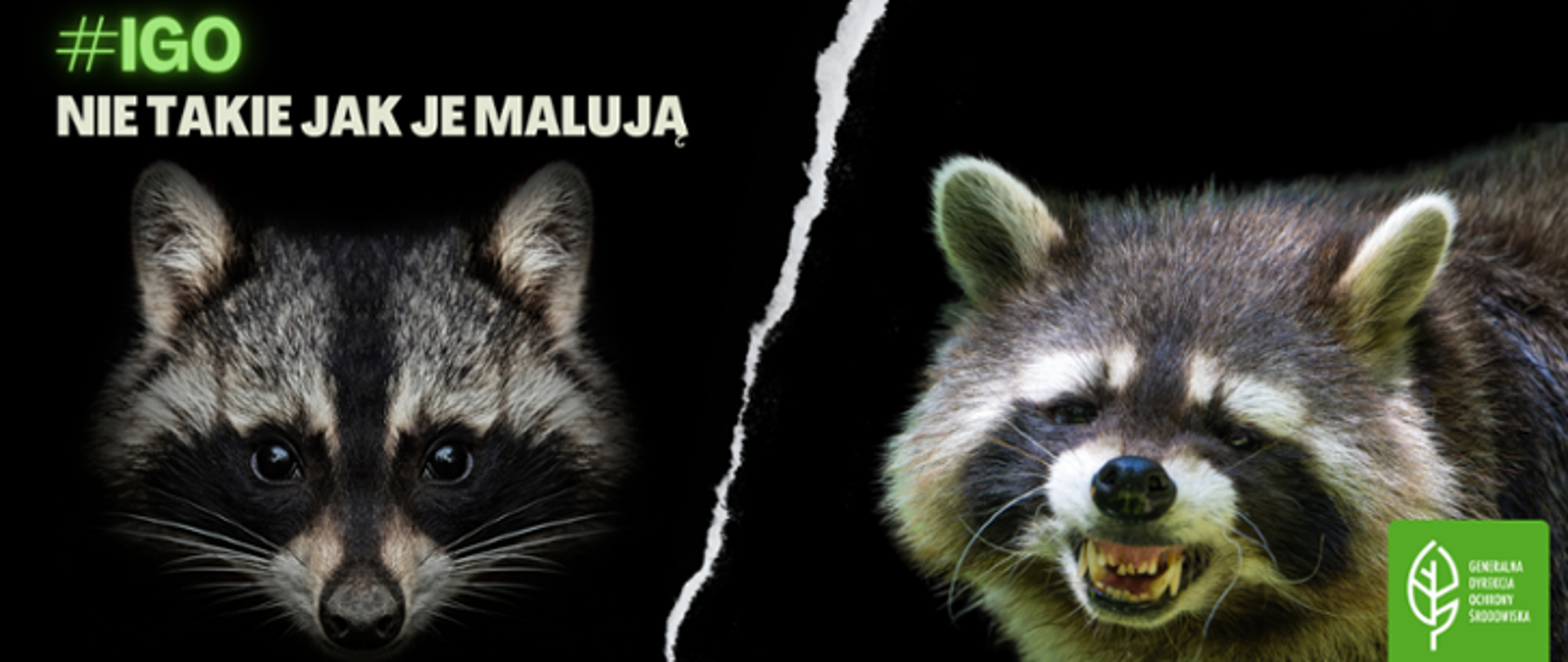 Na czarnym tle dwie głowy szopa pracza oddzielone biała kreską. Po lewej stronie zwierzę z miłym zamkniętym pyskiem, a po prawej z wyszczerzonymi kłami. Na górze napis: #IGO NIE TAKIE JAK JE MALUJĄ. W prawym dolnym rogu logo Generalnej Dyrekcji Ochrony Środowiska (biały liść na zielonym tle).