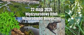Kolaż promujący Międzynarodowy Dzień Różnorodności Biologicznej obchodzony 22 maja 2026 roku. Na środku widnieje duży biały napis „22 maja 2026 Międzynarodowy Dzień Różnorodności Biologicznej”. Tło tworzą zdjęcia różnych elementów przyrody: rozlewiska i mokradła widziane z lotu ptaka, las liściasty, zielone liście roślin, rzeka płynąca przez leśny krajobraz, biało kwitnący storczyk oraz nietoperz siedzący na korze drzewa. Grafika podkreśla bogactwo ekosystemów i gatunków.