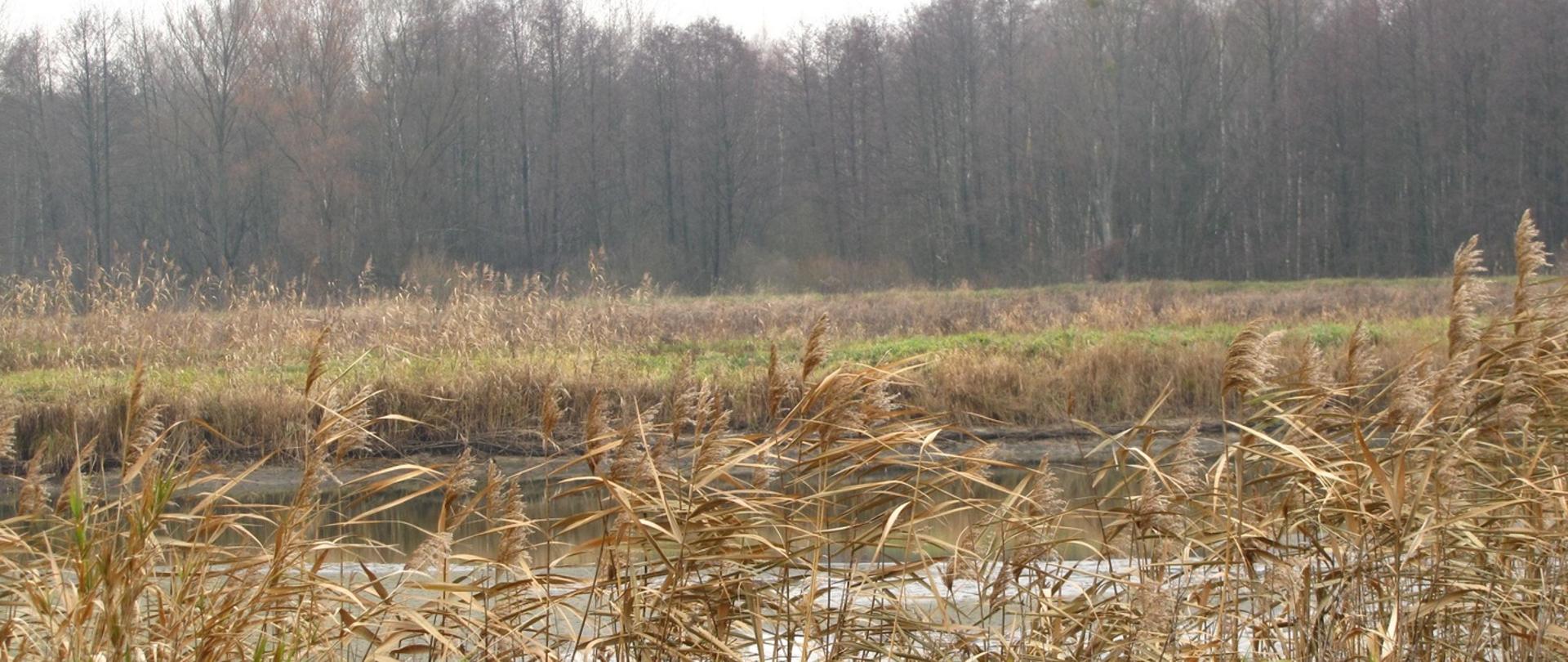Łąka na tle lasu w mazowieckim rezerwacie. 