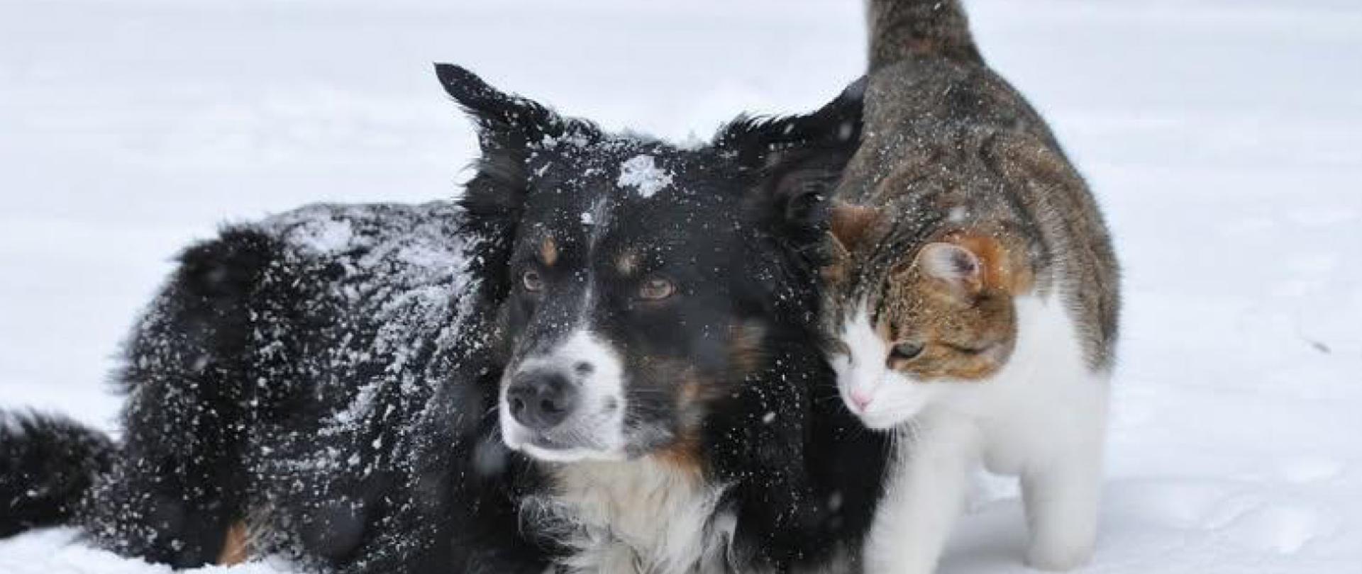 Zdjęcie przedstawia psa i kota na śniegu