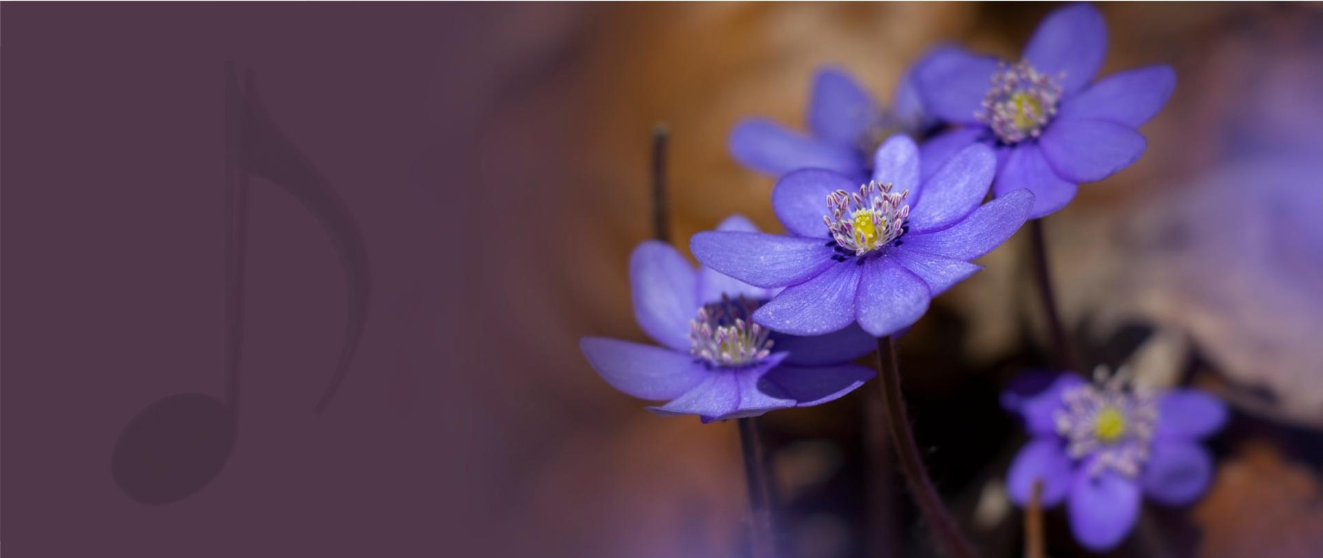 Zdjęcie przedstawia przylaszczki oraz nutę - ósemkę na fioletowym tle