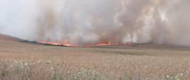 Na zdjęciu widnieją strażacy w trakcie działań gaśniczych na polu - trwa pożar ścierniska. Jest dzień, słonecznie. 